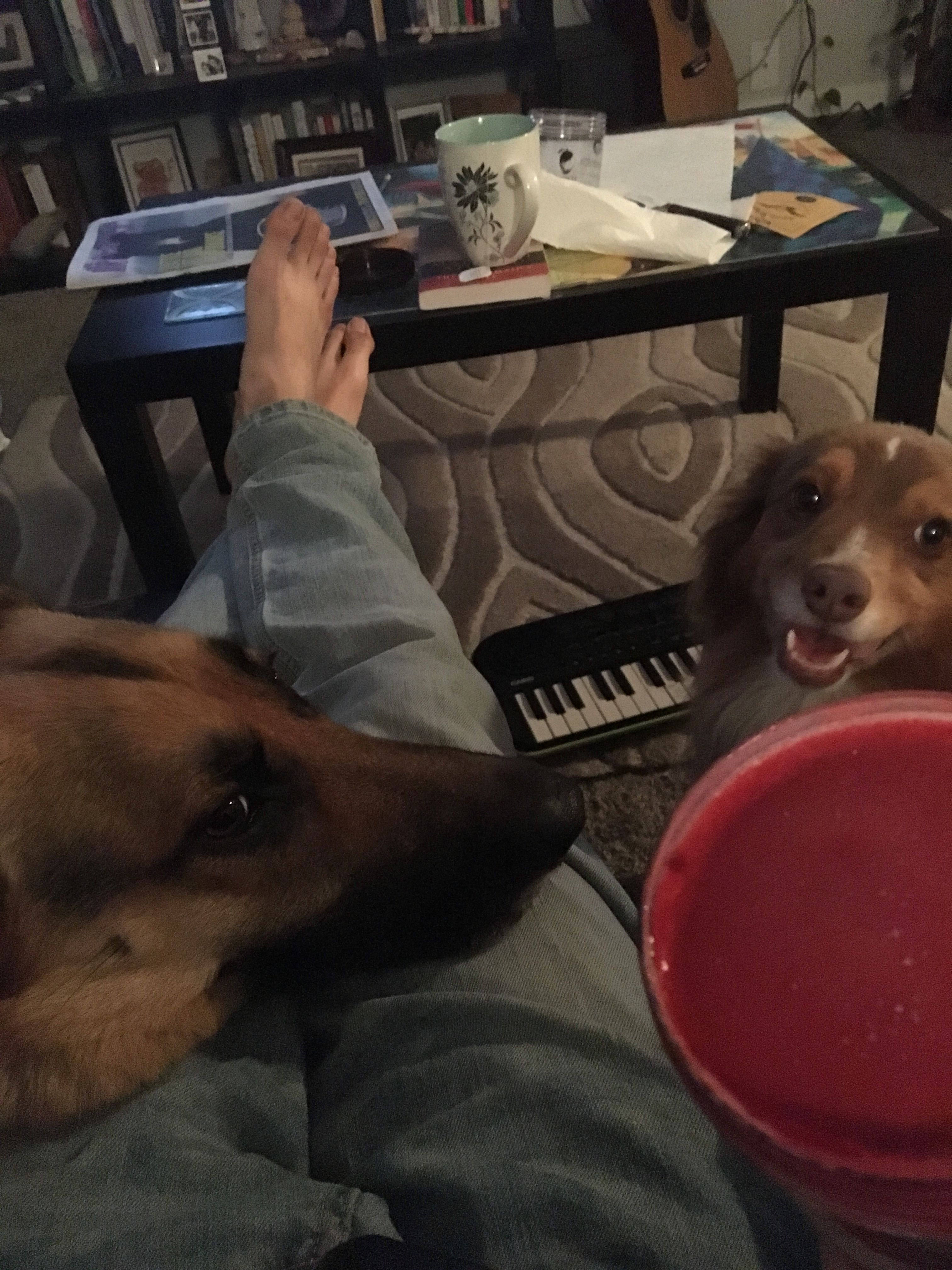 The night before: eating sorbet ice cream with the dogs